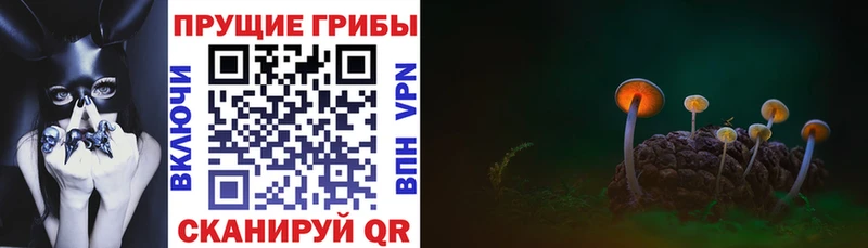 Псилоцибиновые грибы Psilocybe  Купить  Искитим 